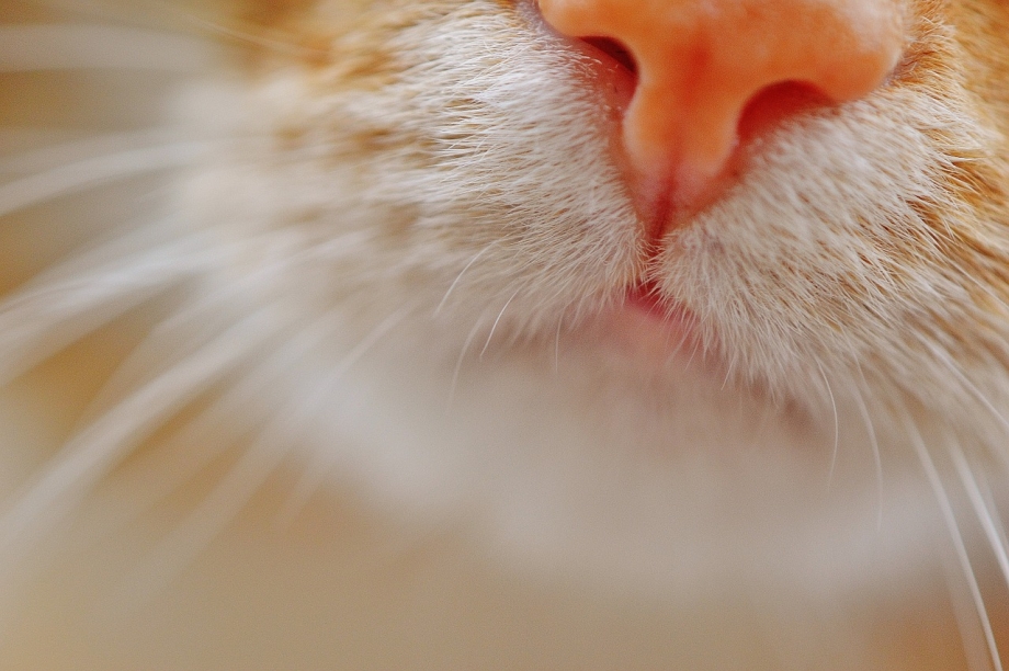 Нос кота в профиль