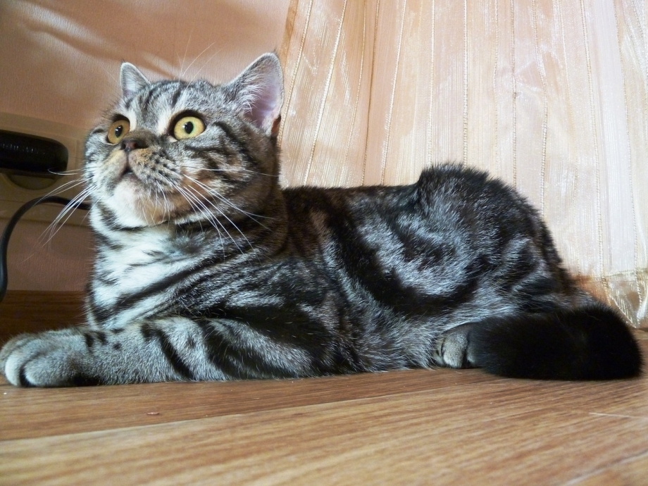 Шотландский скоттиш страйт мраморный