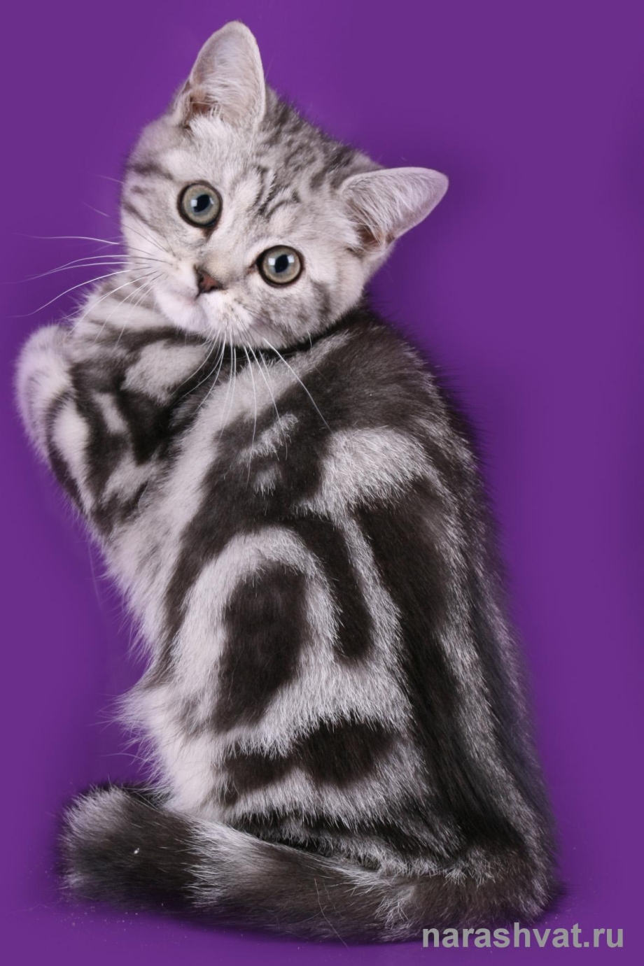 Кот британец мраморный