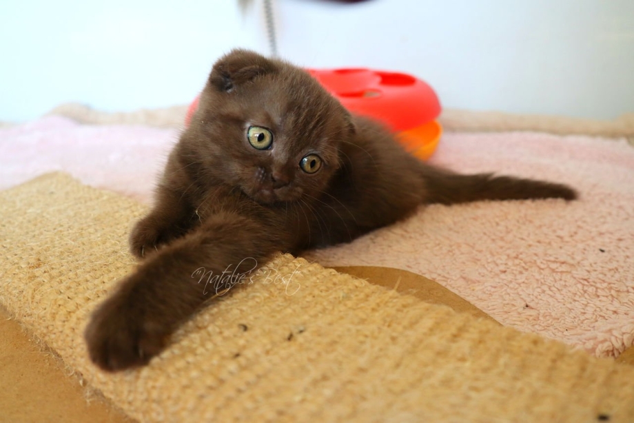 Шотландский вислоухий кот шоколадный