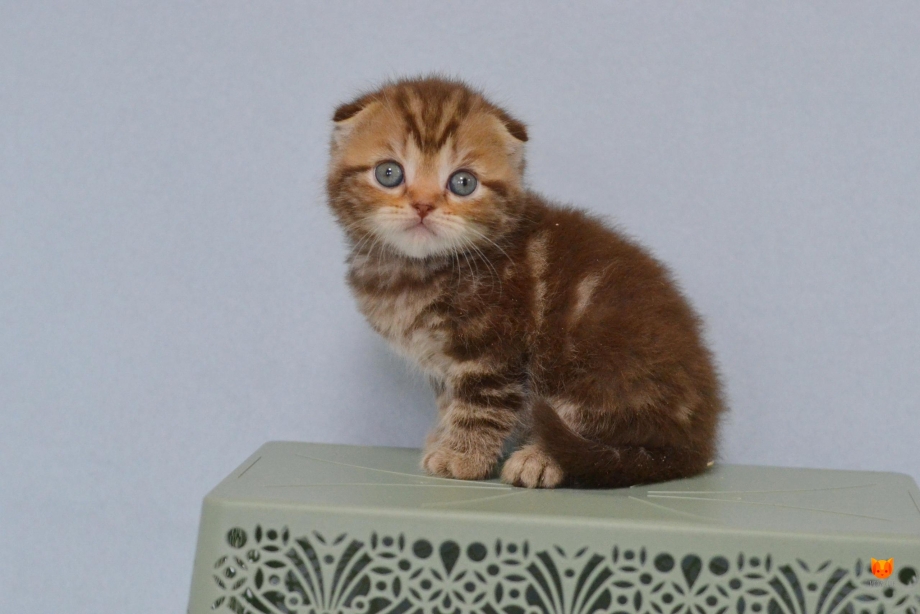 Скоттиш фолд черный шоколад