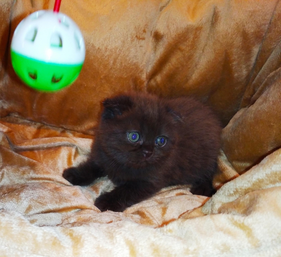 Шотландская вислоухая кошка котенок