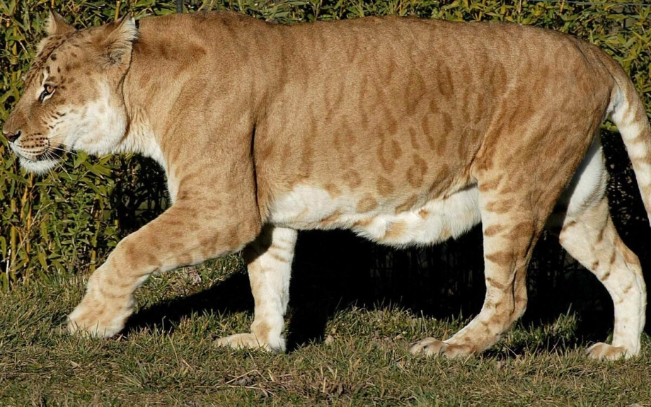 Лигр Геркулес