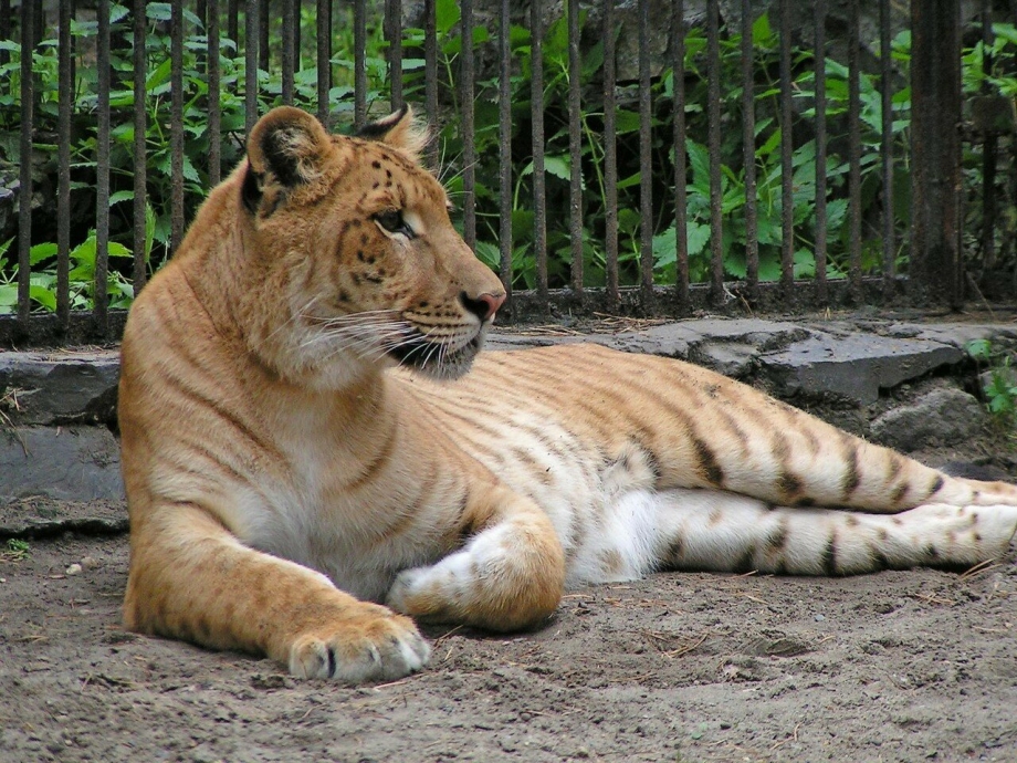 Лигр кошка