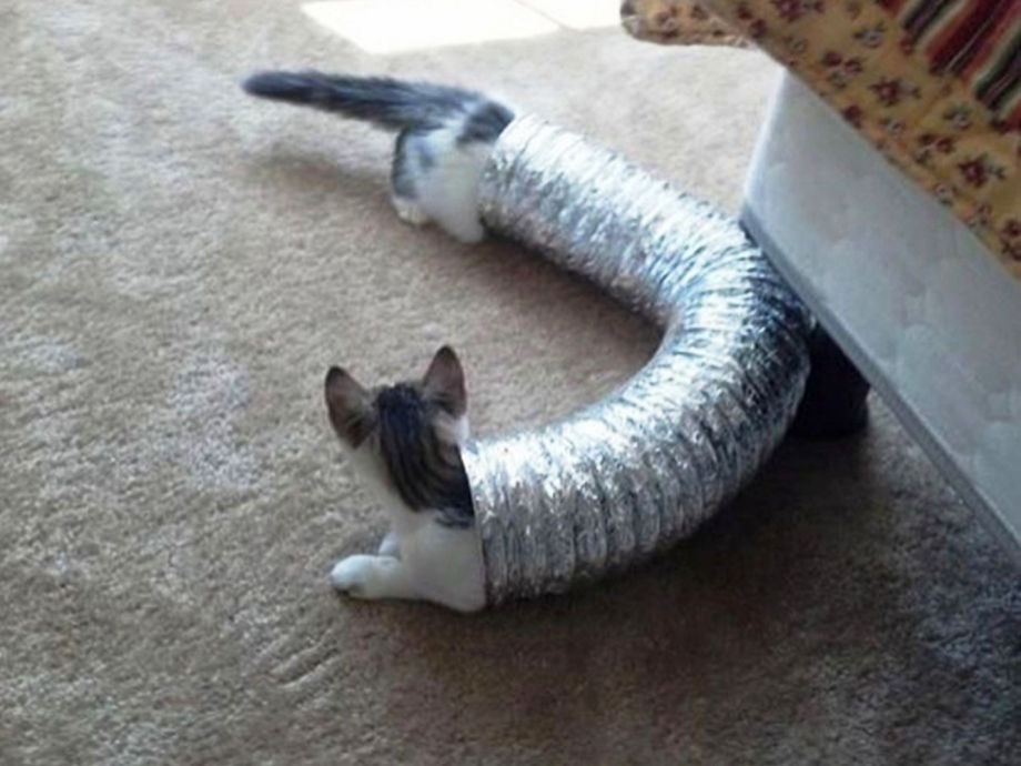 Коты в смешных ситуациях