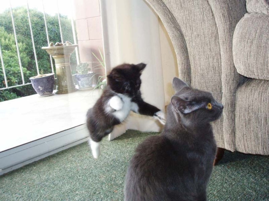 Коты смешные моменты