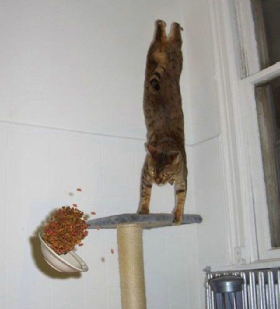 Котики смешные кадры