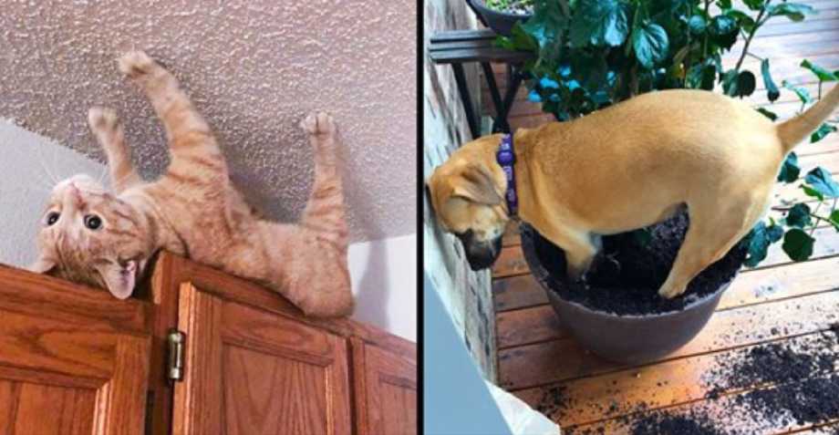 Кота застали врасплох на кухне