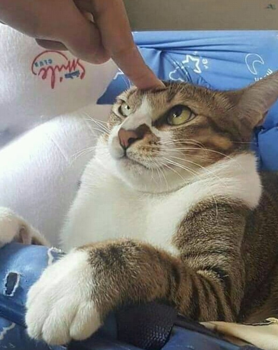 Кошки юмор