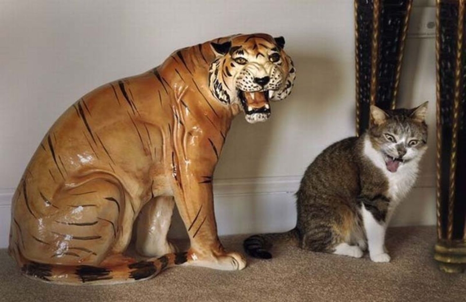 Кот тигр