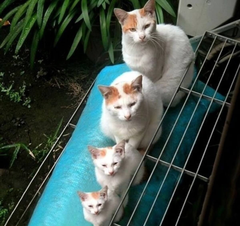 Кошки юмор в картинках