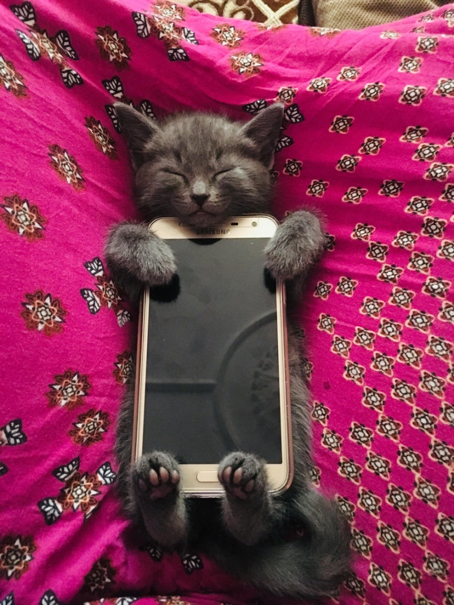 Смешной кот