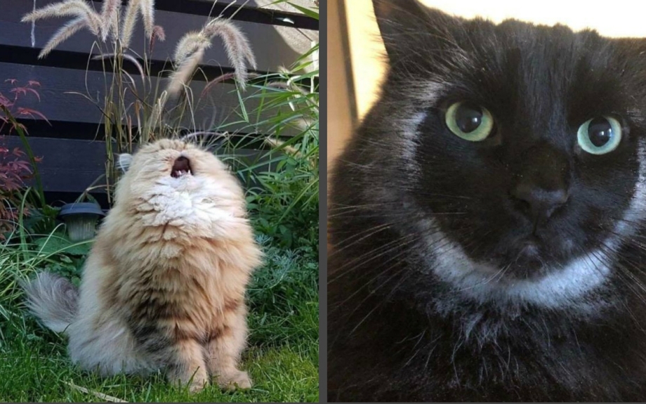 Кот который повидал много