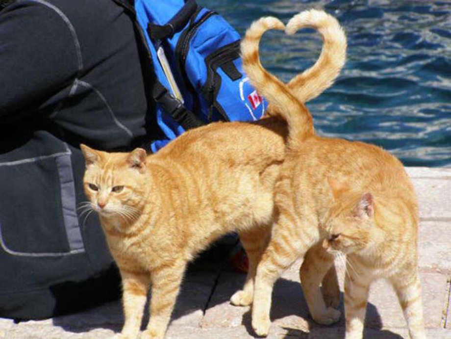 Кошки курьезы