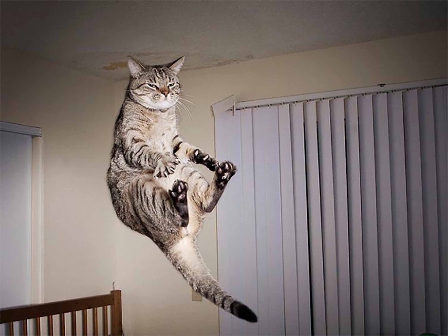 Кот прыгает