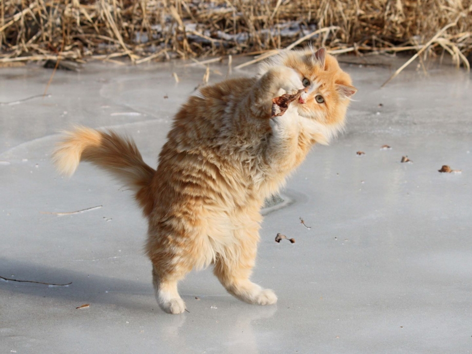 Коты смешные моменты