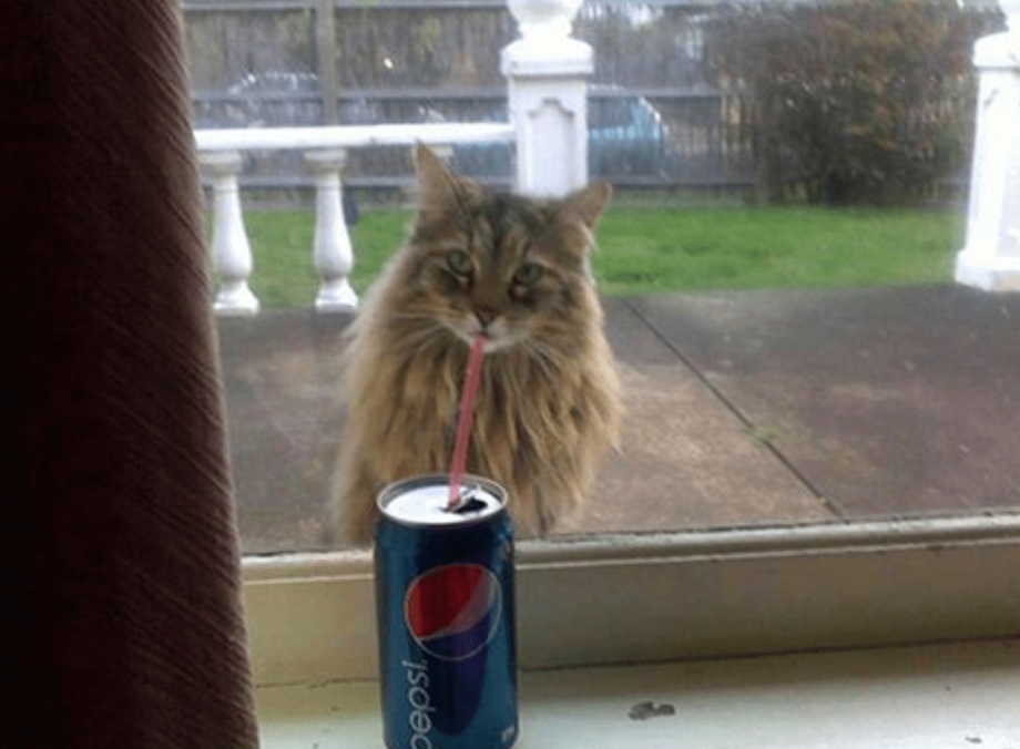 Удачные кадры котов