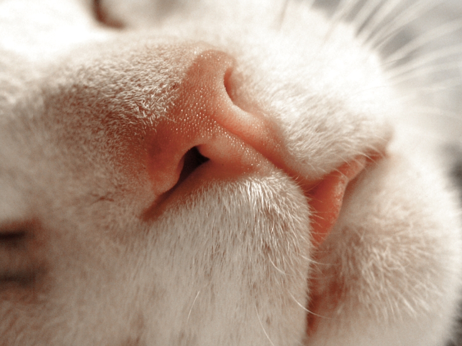 Нос кота