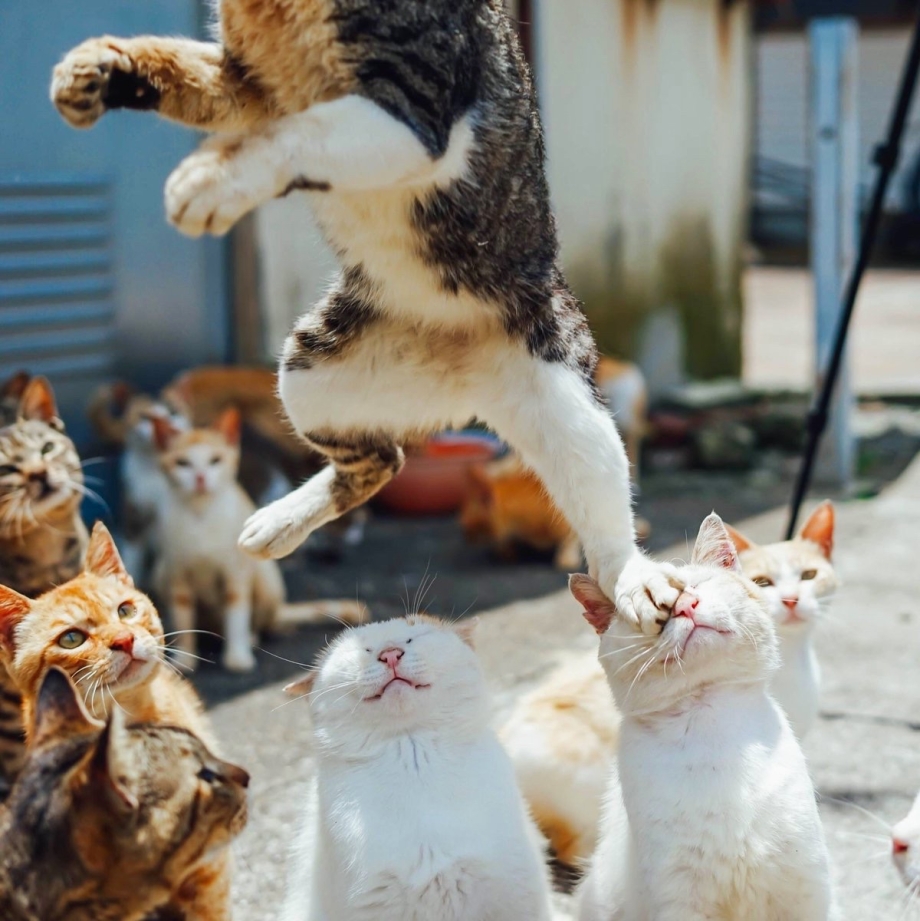 Забавные коты
