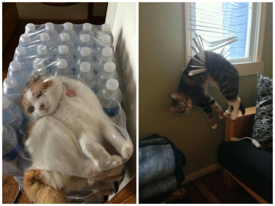 Коты в смешных ситуациях