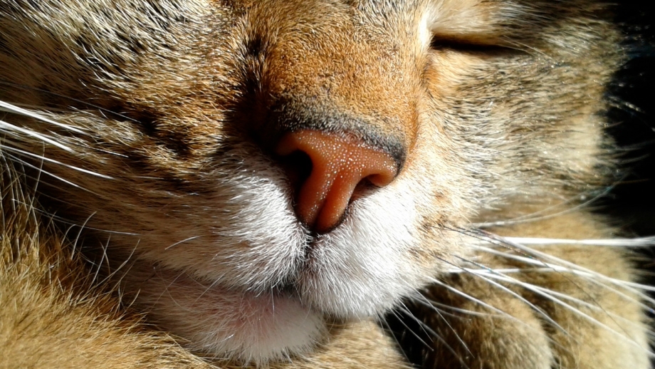 Кошачий нос фото