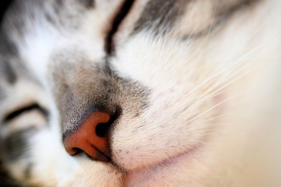 Кошкин нос