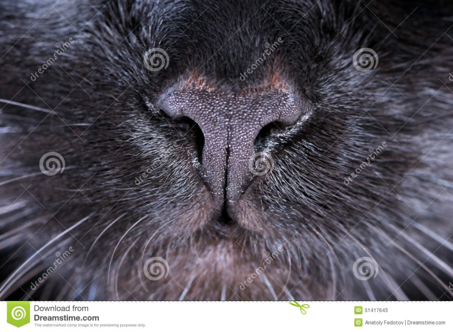 Кошачий нос черный