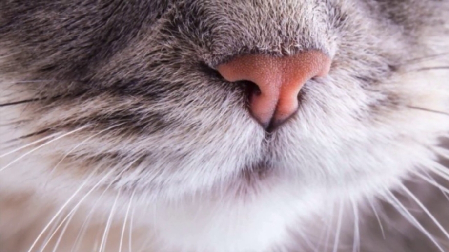 Нос кота