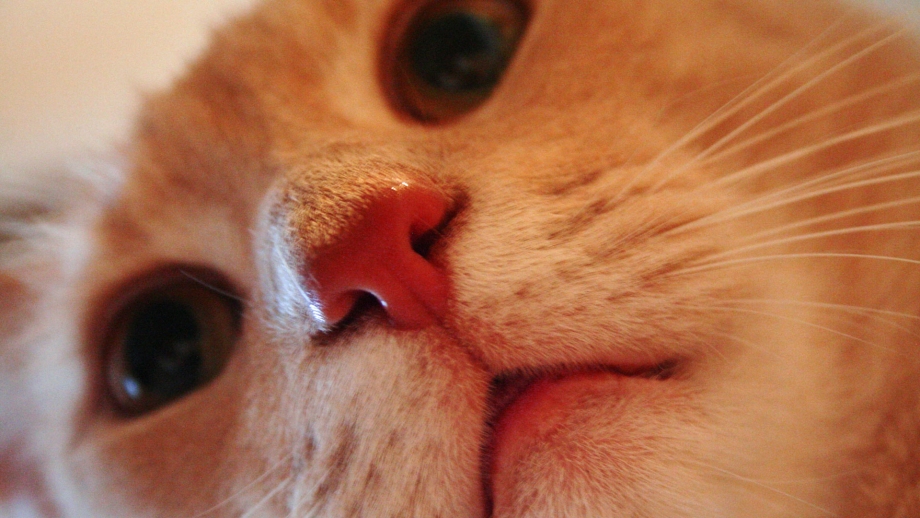 Кошкин нос