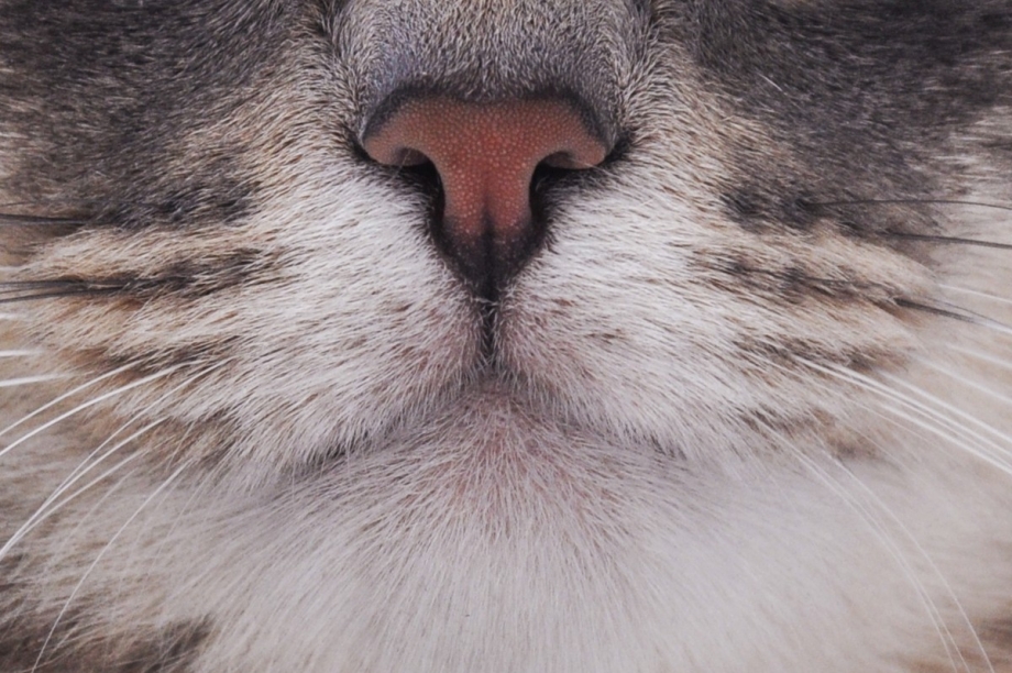 Кошачий нос