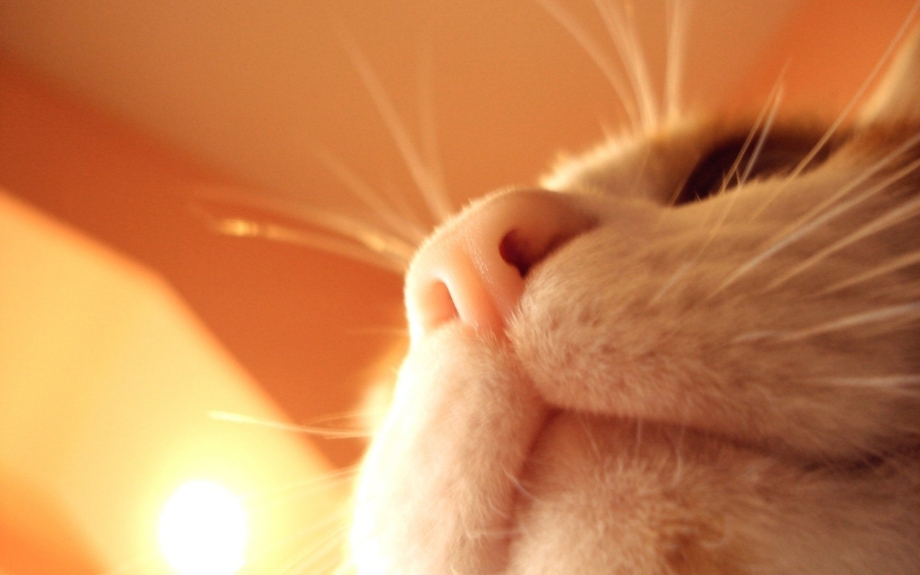 Нос кота мордочка