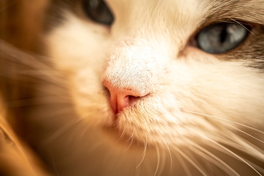 Background many Cats noses