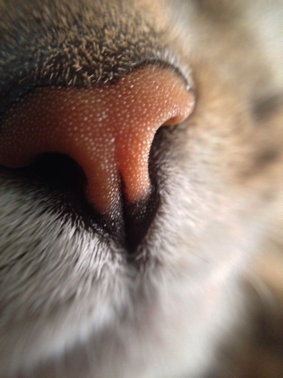 Нос кота