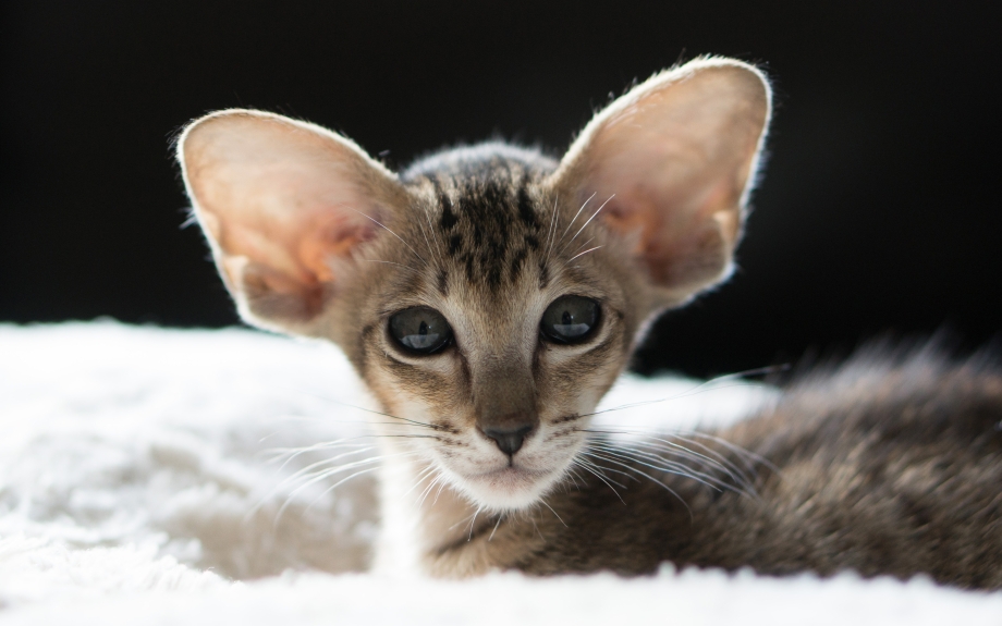 Коты ориенталы