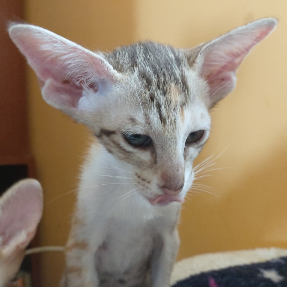 Серая кошка с большими ушами