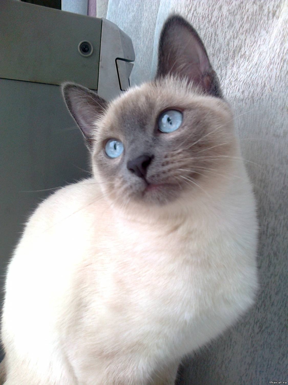 Котики сиамские злятся на заставку рабочего стола