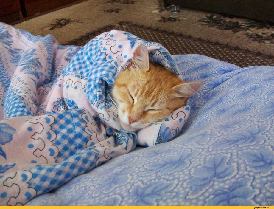 Кот под одеялом