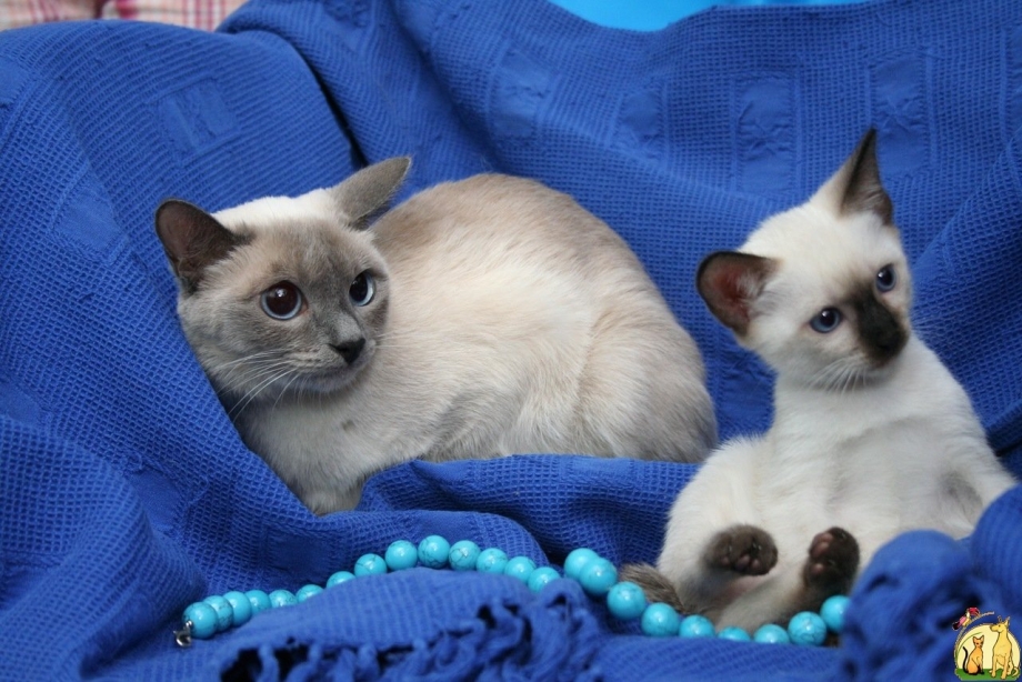 Сиамская кошка Голд Пойнт