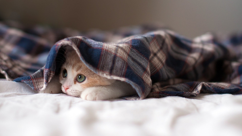 Кот в одеяле