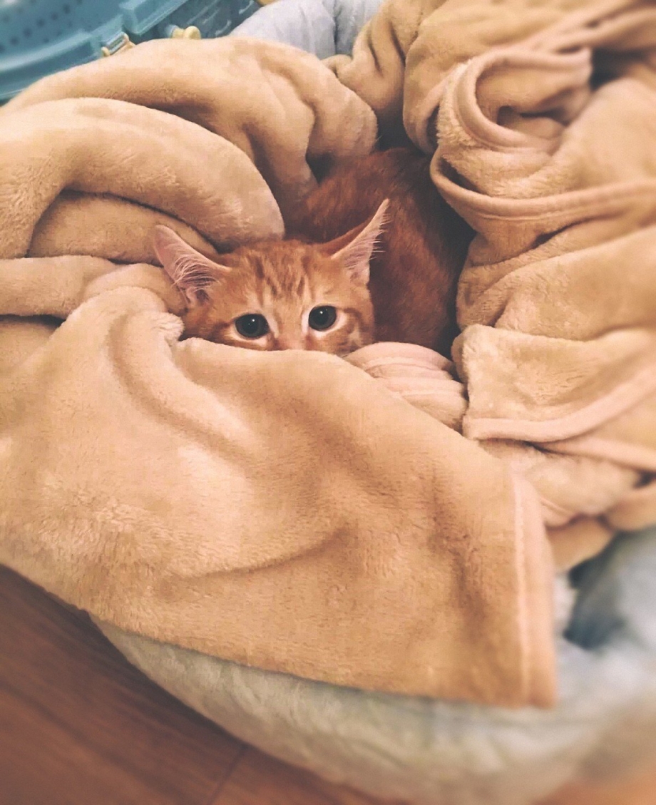 Кошка под пледом