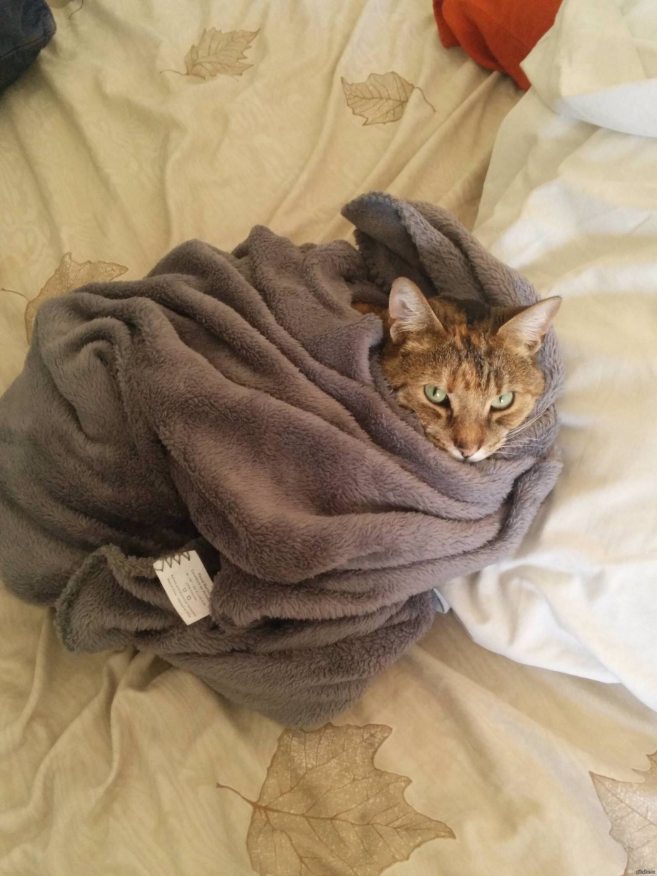 Кот под одеялом