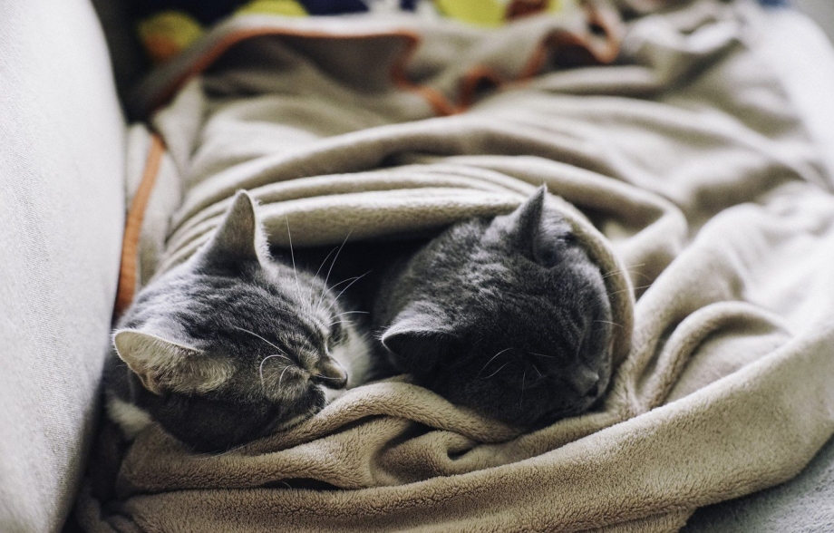 Кот в одеяле