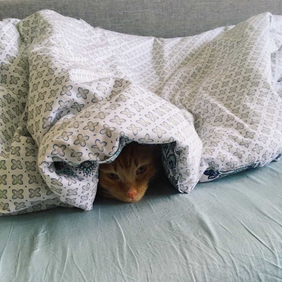 Кот в одеяле