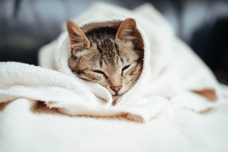 Кот спит под одеялом