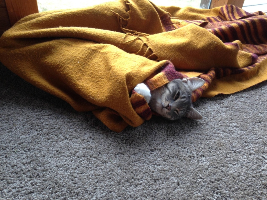 Коты под пледом