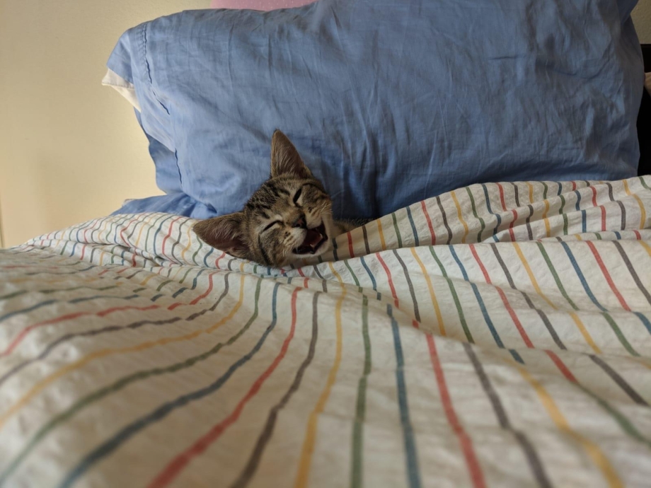 Котик спит под одеялом