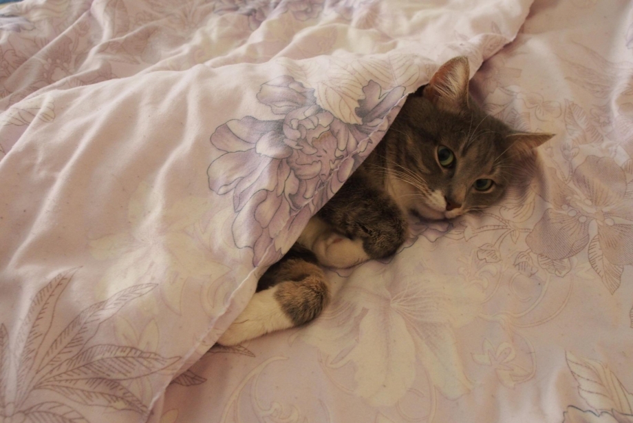 Кот под одеялом