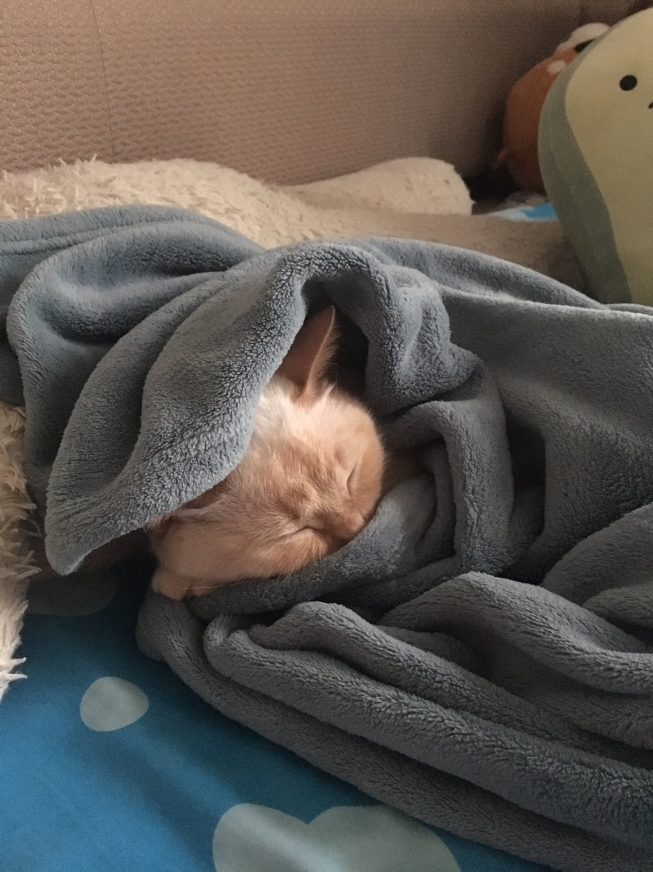 Кот в одеяле