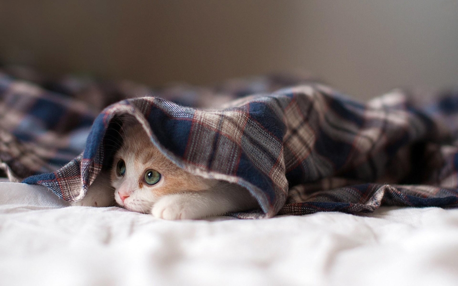 Кот из под одеяла