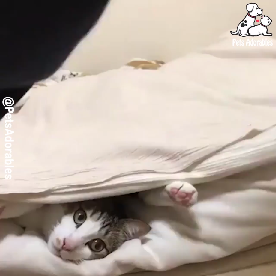 Кот под одеялом